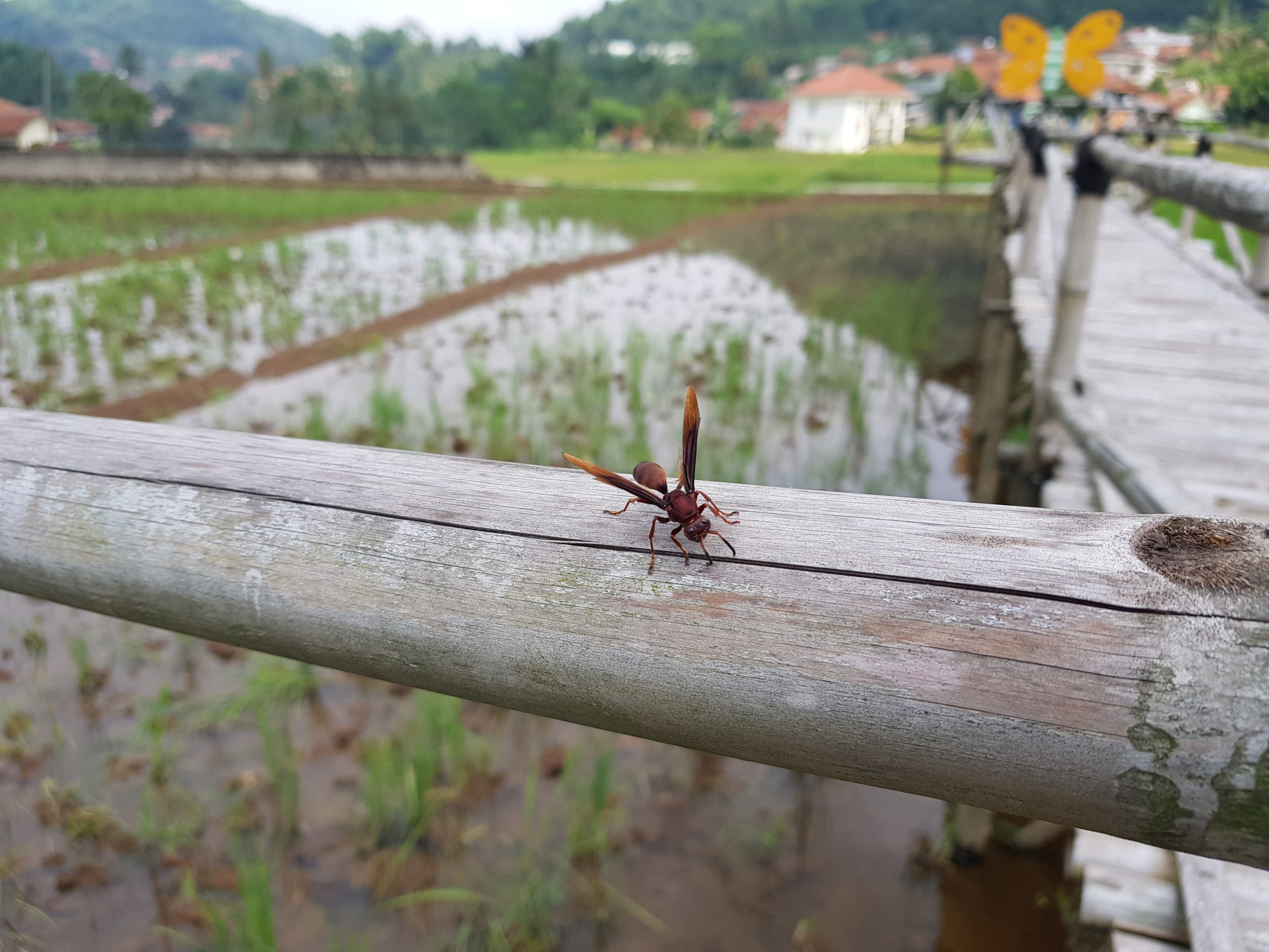 Jumlah serangga menurun, Bumi semakin terancam