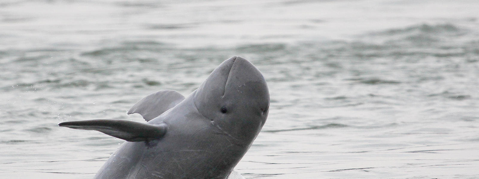 Indonesia’s mahakam dolphins driven away from natural habitats