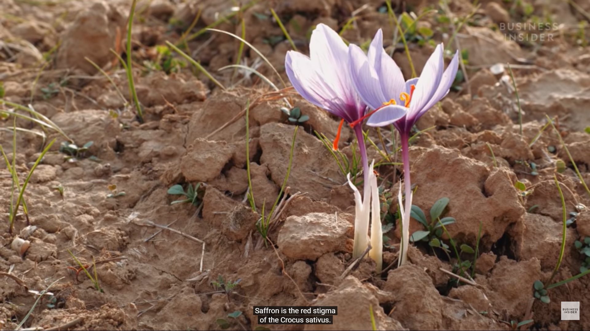 Safron terbaik di dunia