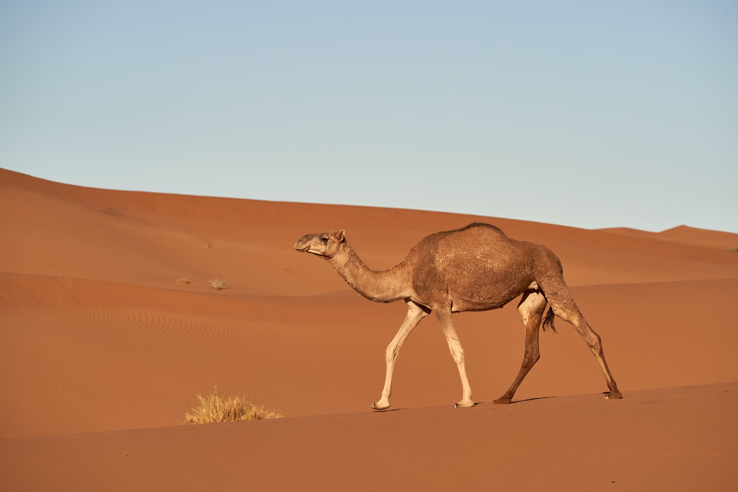 Saudi Arabia opens world’s largest camel hospital
