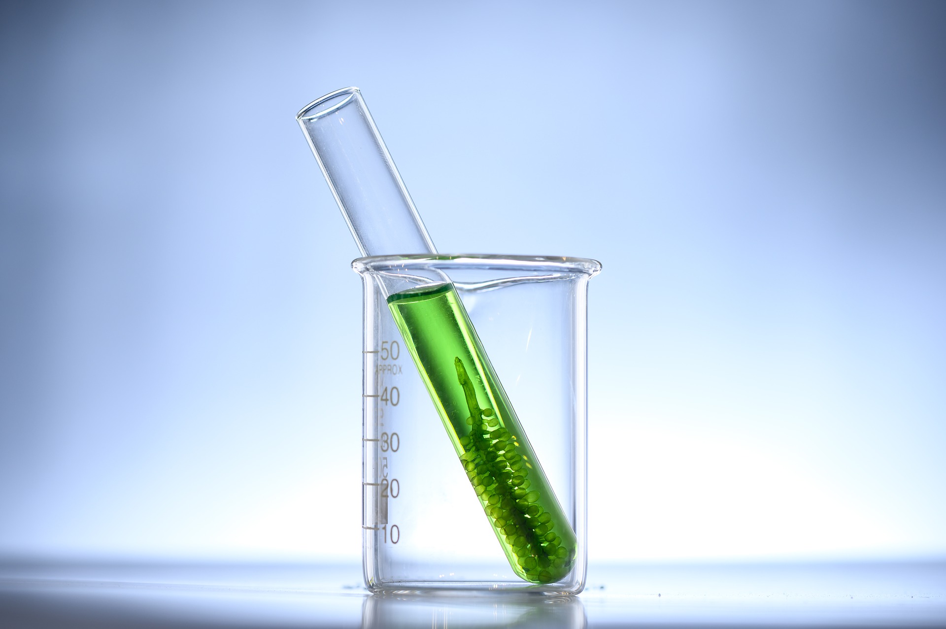 Biofuel generasi ketiga, energi yang tidak bersaing dengan pangan dan pakan