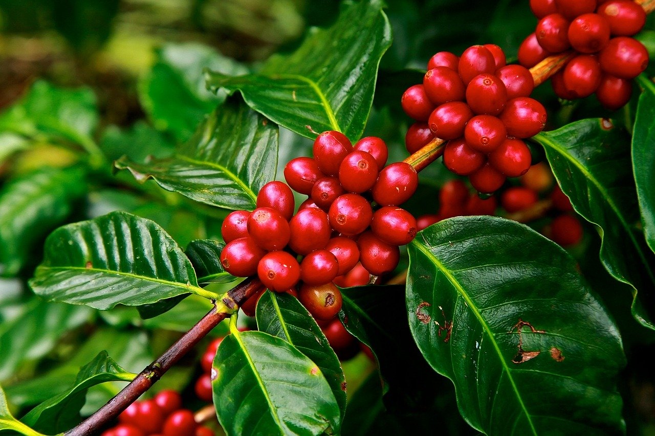 96 percent of Indonesian coffee productions come from people’s plantations