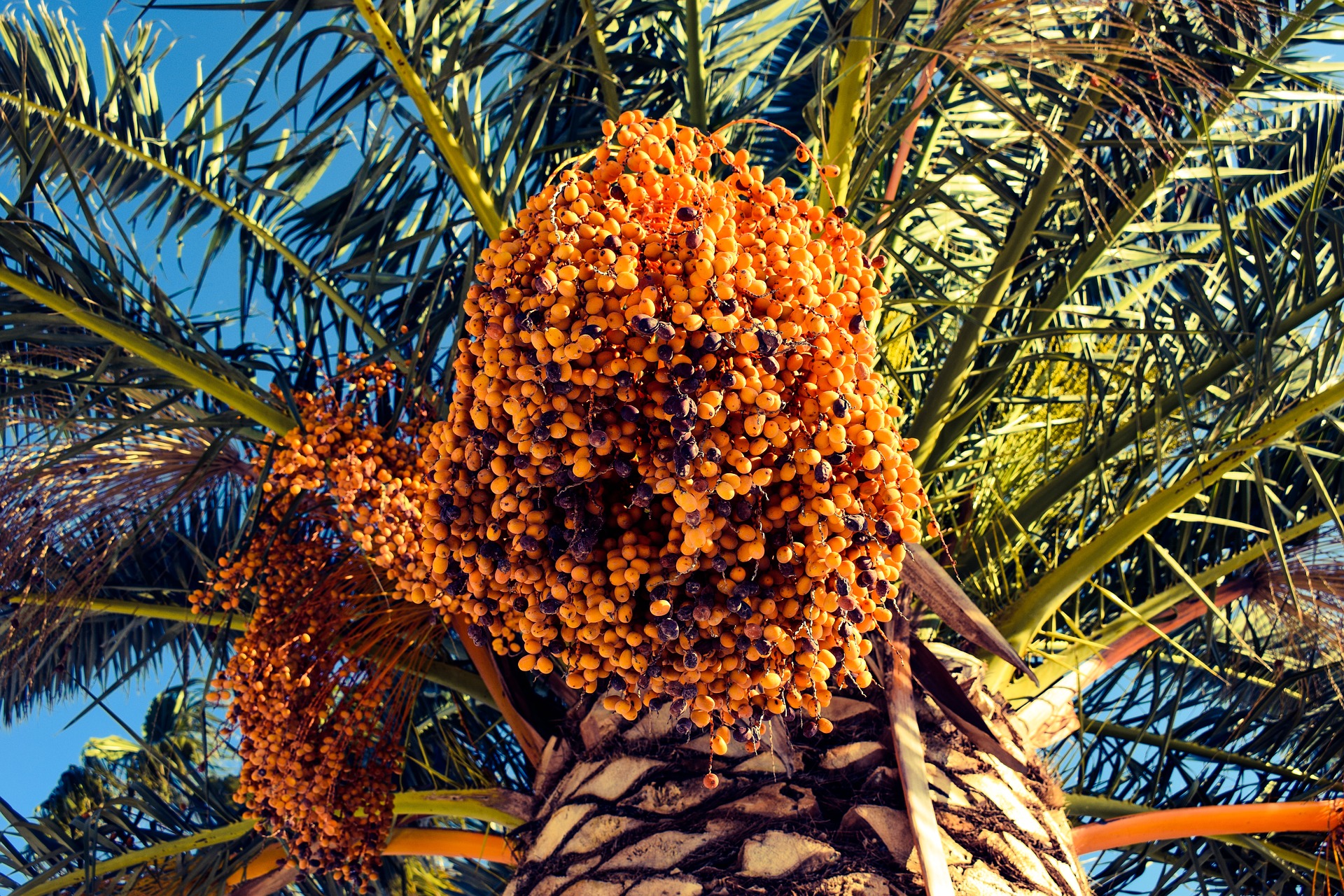 Qatar’s botanical garden showcases plants from the Quran and hadith