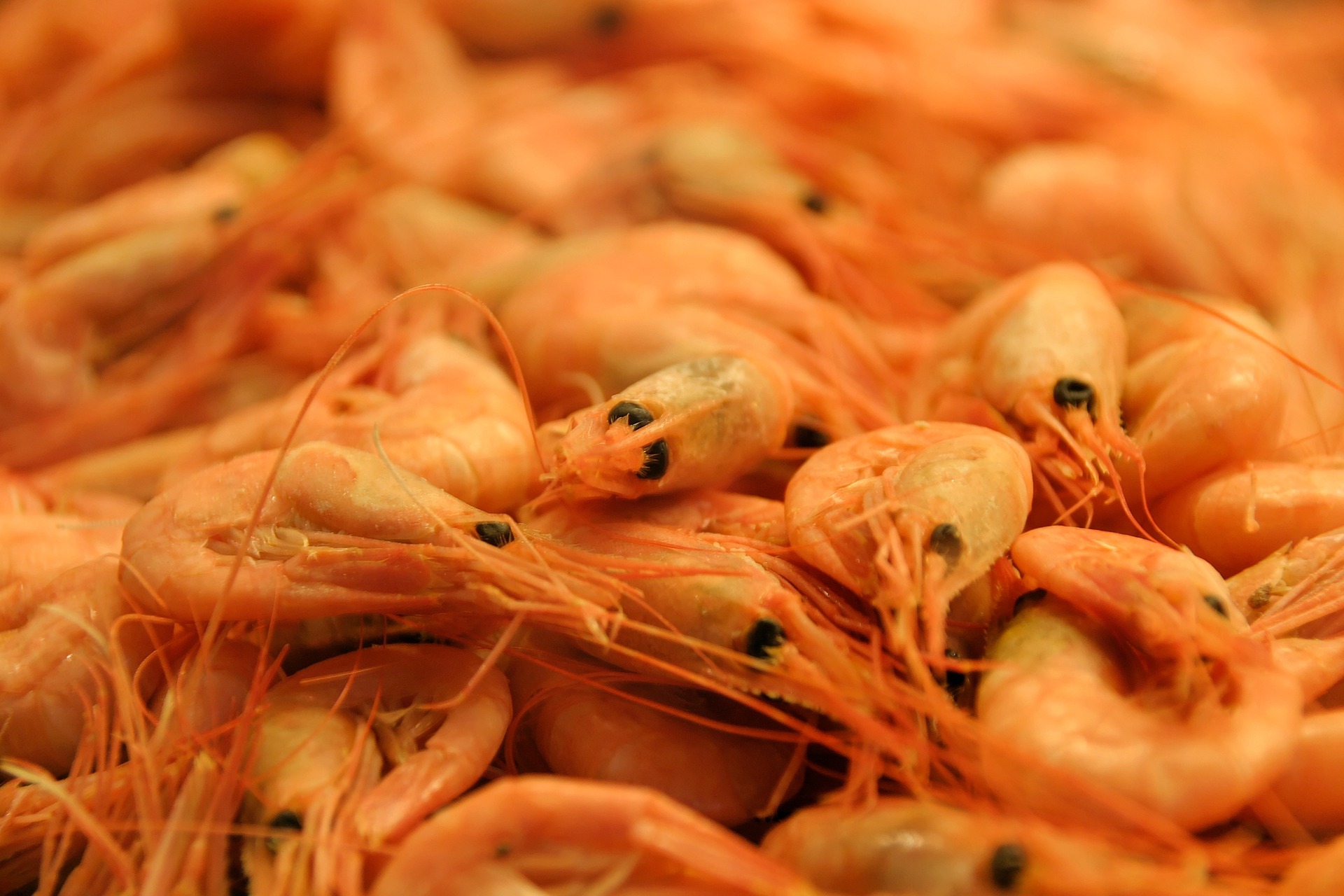 Indonesia develops int’l standard shrimp disease testing laboratory