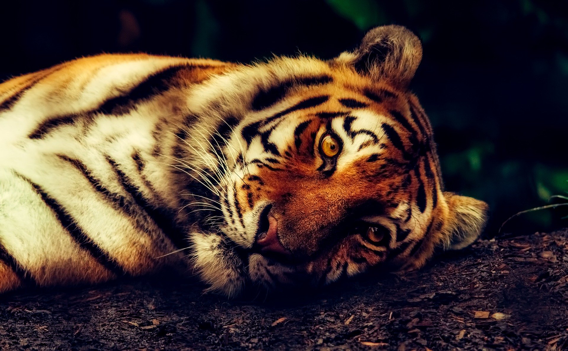 WWF laporkan penurunan dramatis spesies darat seluruh dunia sejak 1970