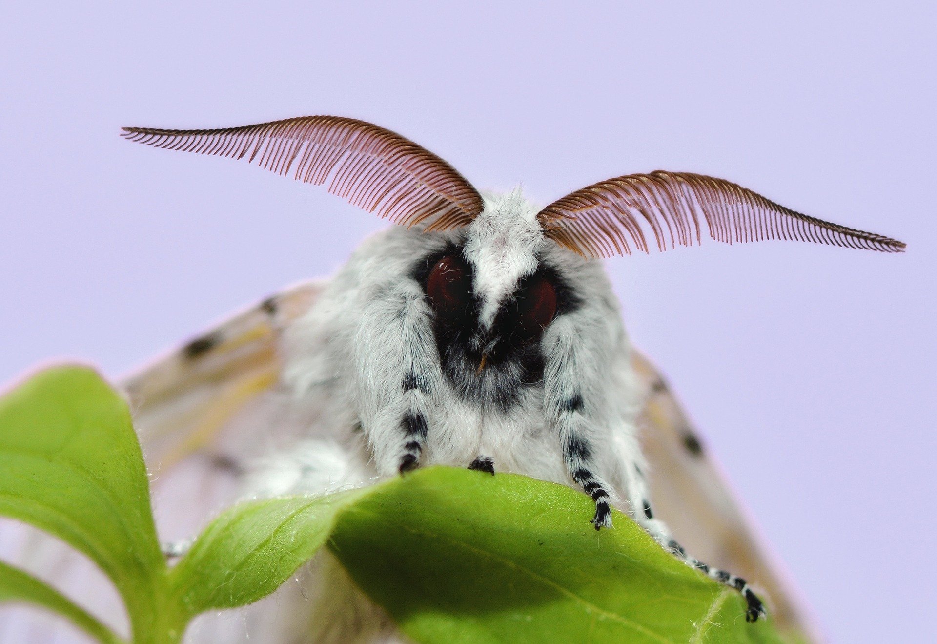 Indonesia has 12,000 species of moth