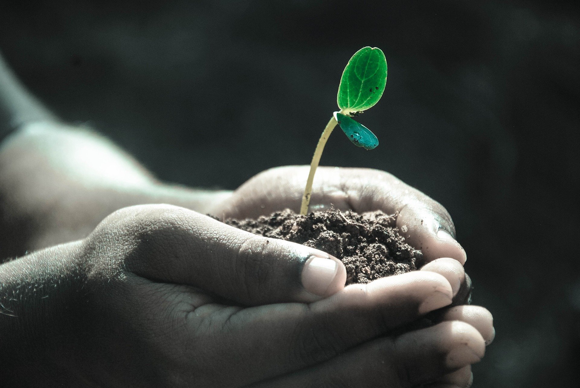 Saudi Arabia launches green campaign to plant 10 million trees by April 2021