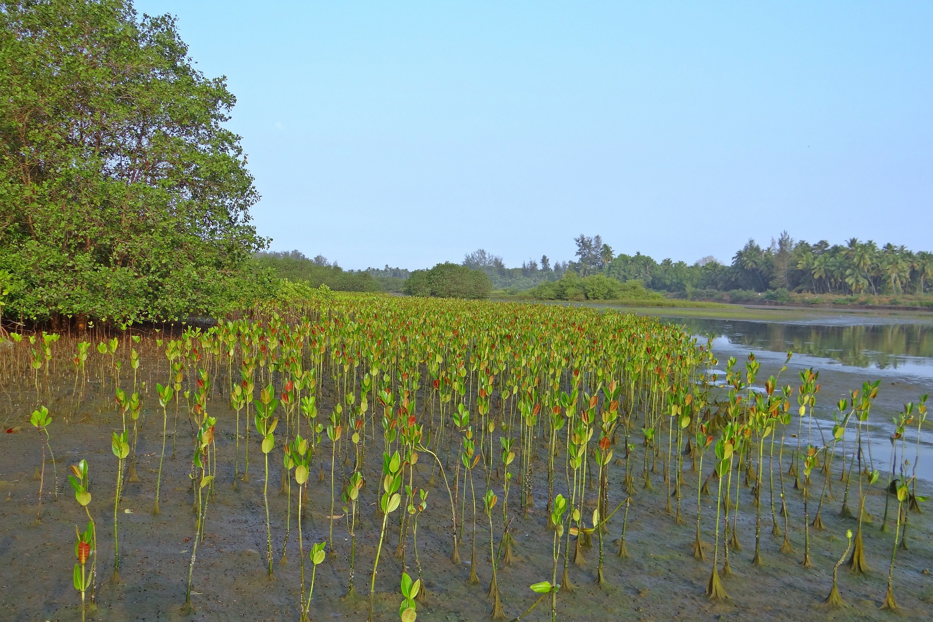 600 thousand hectares of Indonesia’s mangrove areas to be replanted