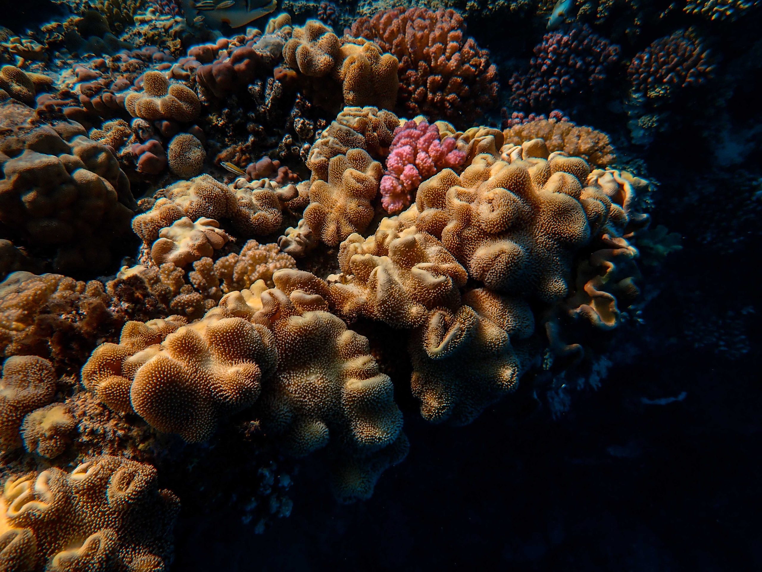 Indonesia restores 50 hectares of coral reefs in Bali