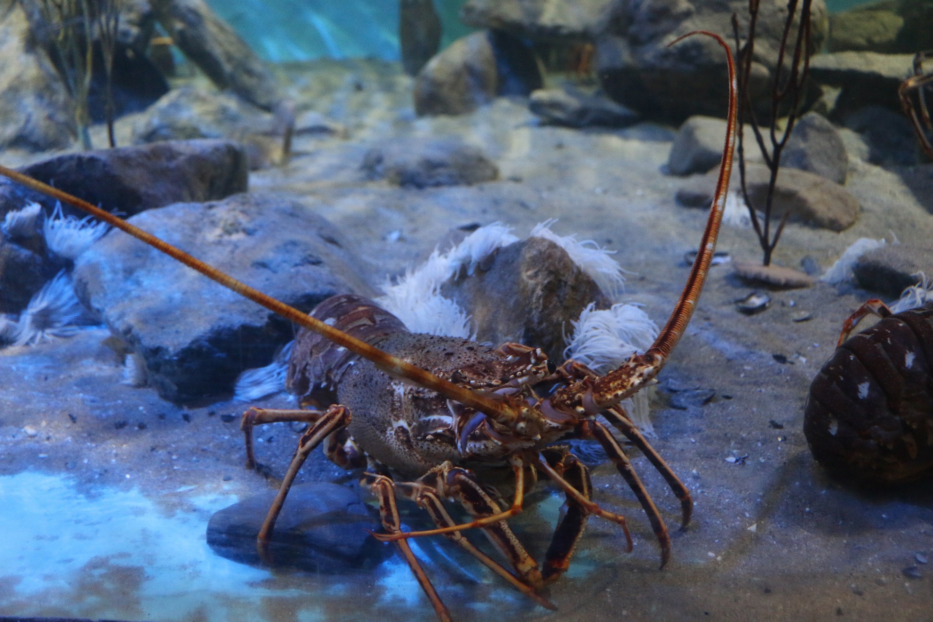 Indonesia punya tujuh jenis lobster