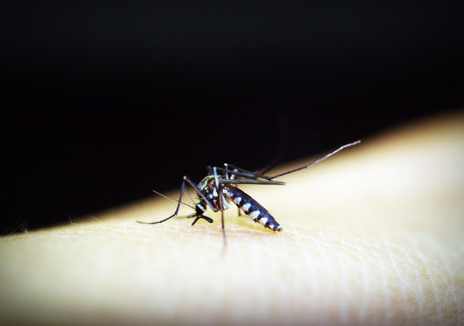 WHO: 10 negara bebas malaria