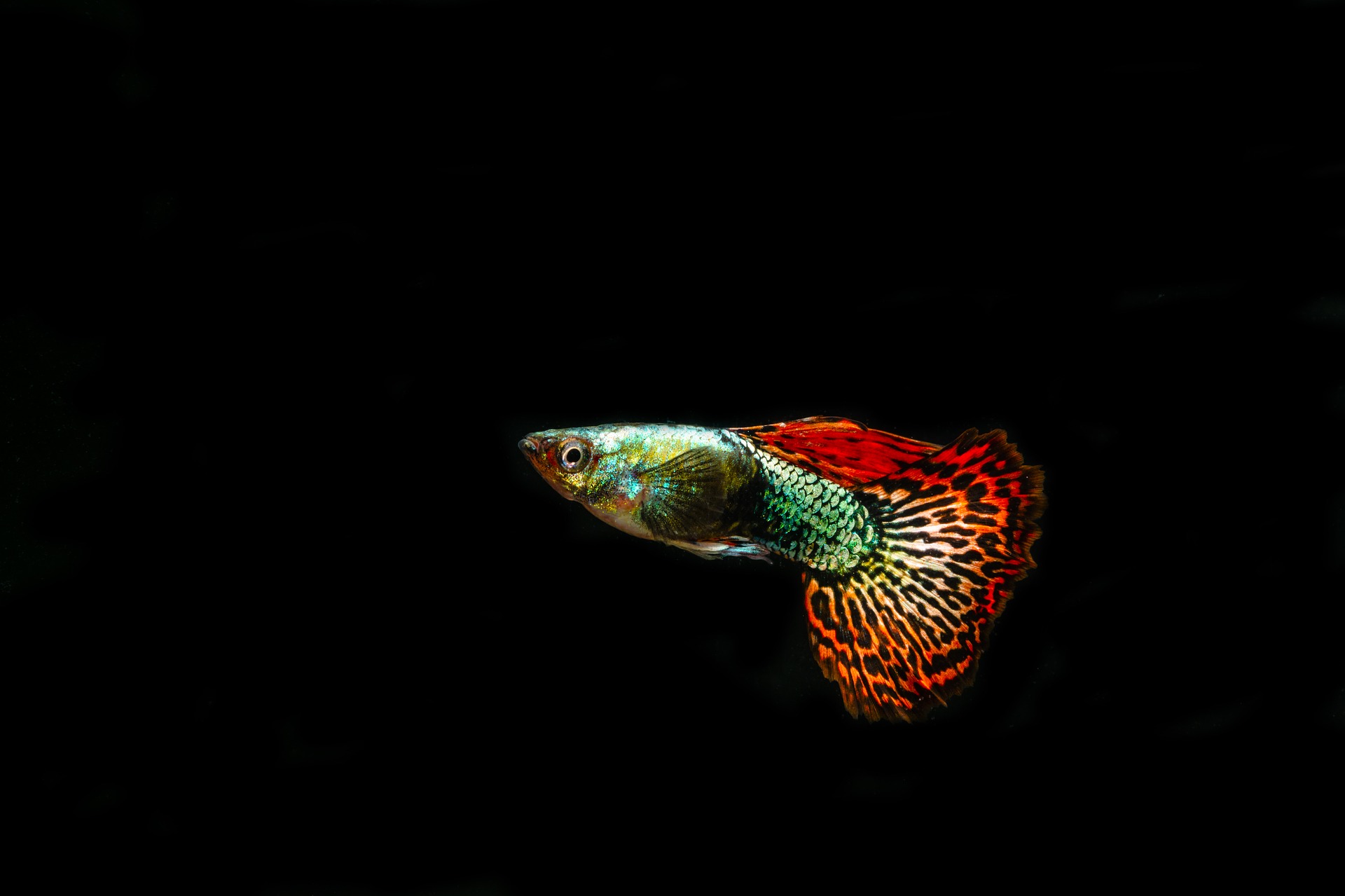 Budi daya ikan hias