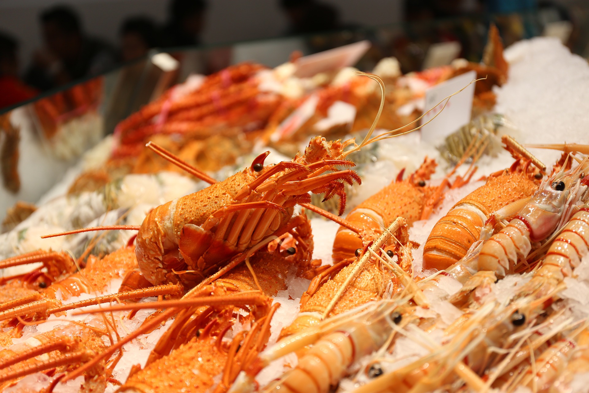 Budi daya lobster