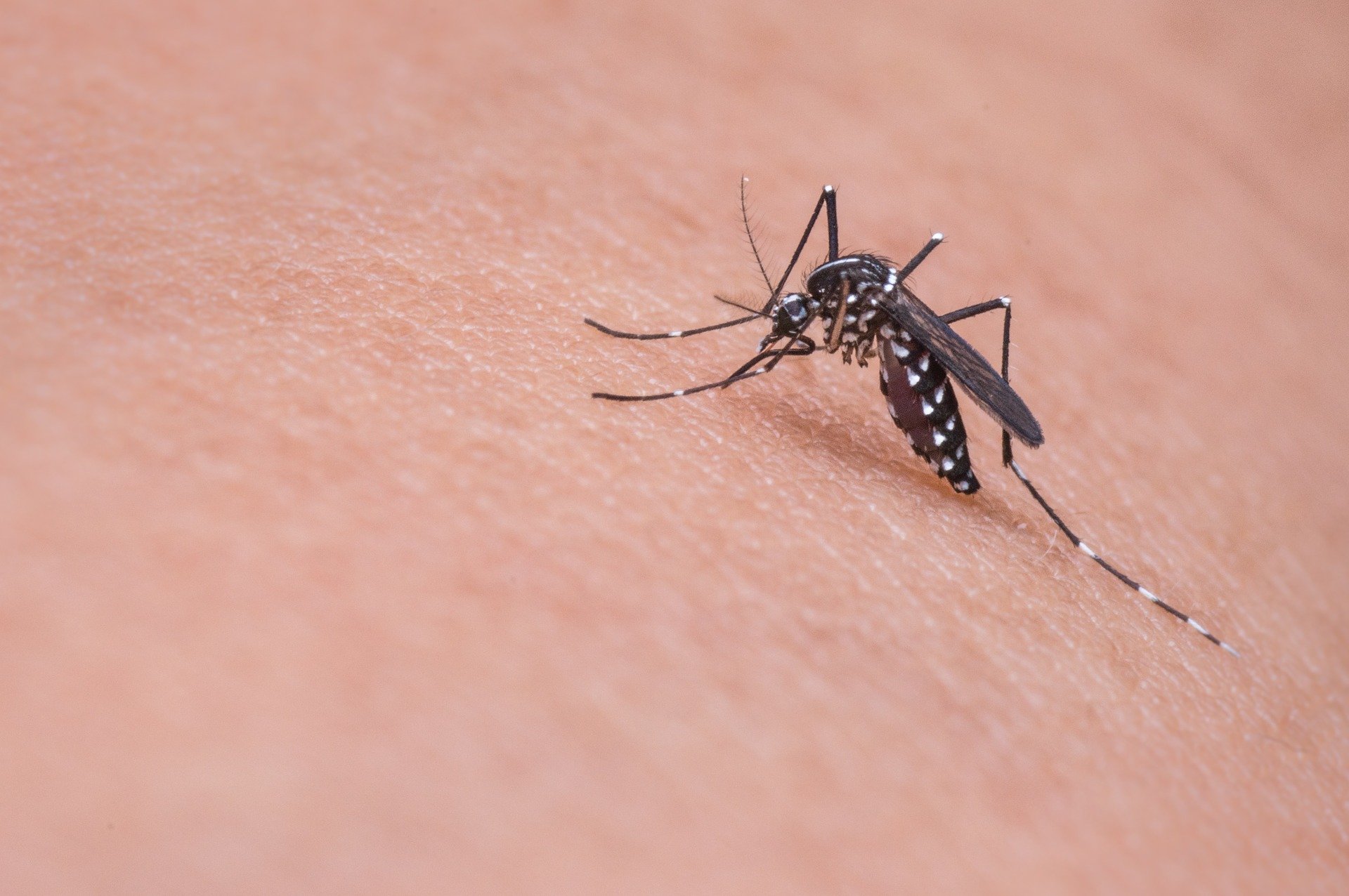 Taiwan temukan kasus pertama Chikungunya tahun ini dari pekerja migran Indonesia