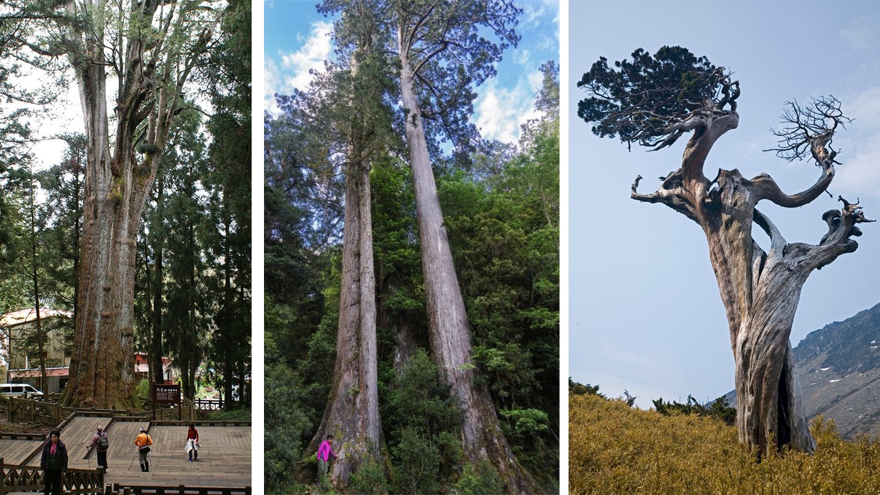 Gigantic old trees preserve Taiwan’s nature from millions of years ago