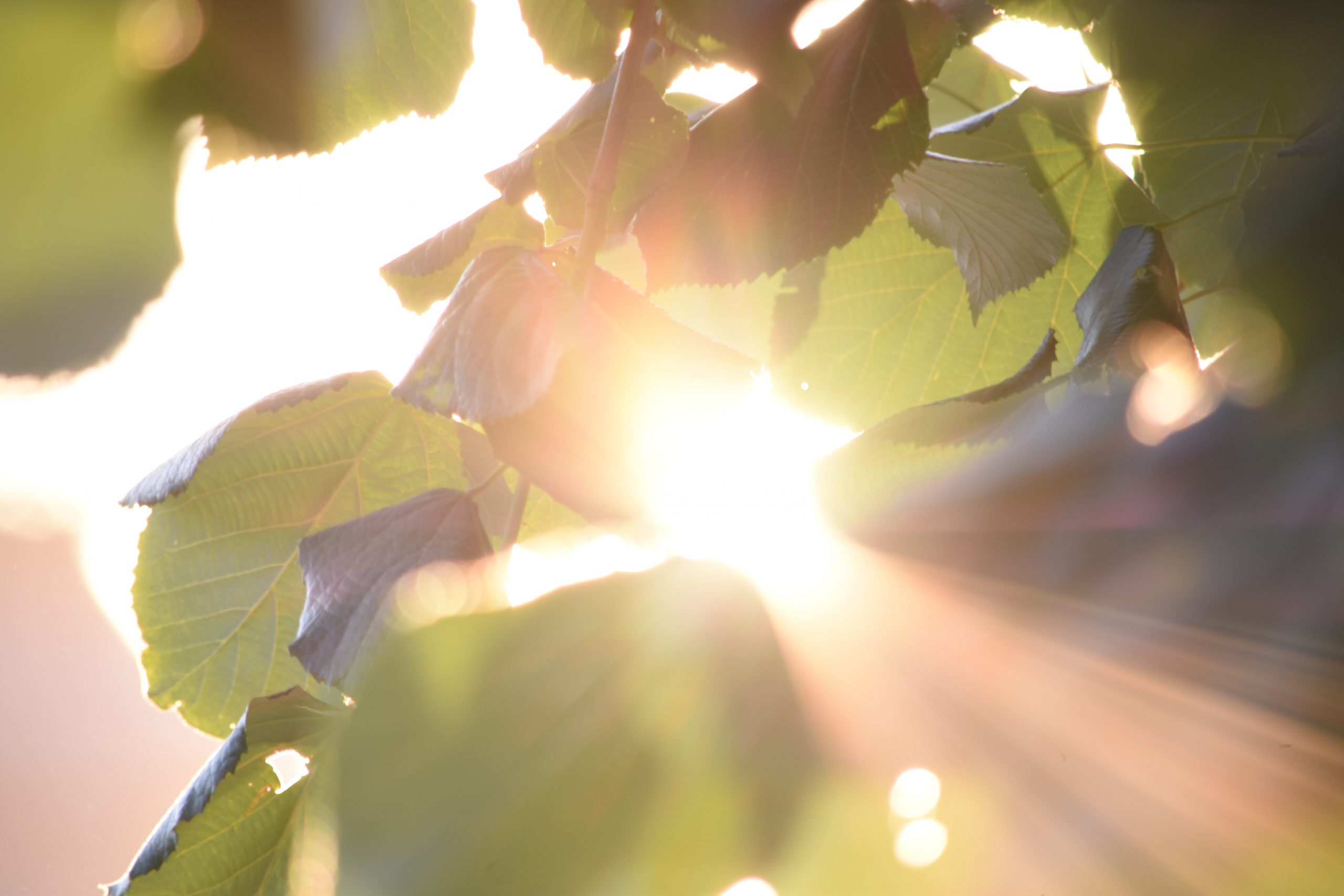 Warna kulit pengaruhi produksi vitamin D dalam tubuh