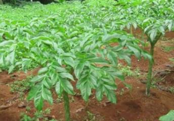 Nilai ekspor porang 923,6 miliar rupiah pada 2020