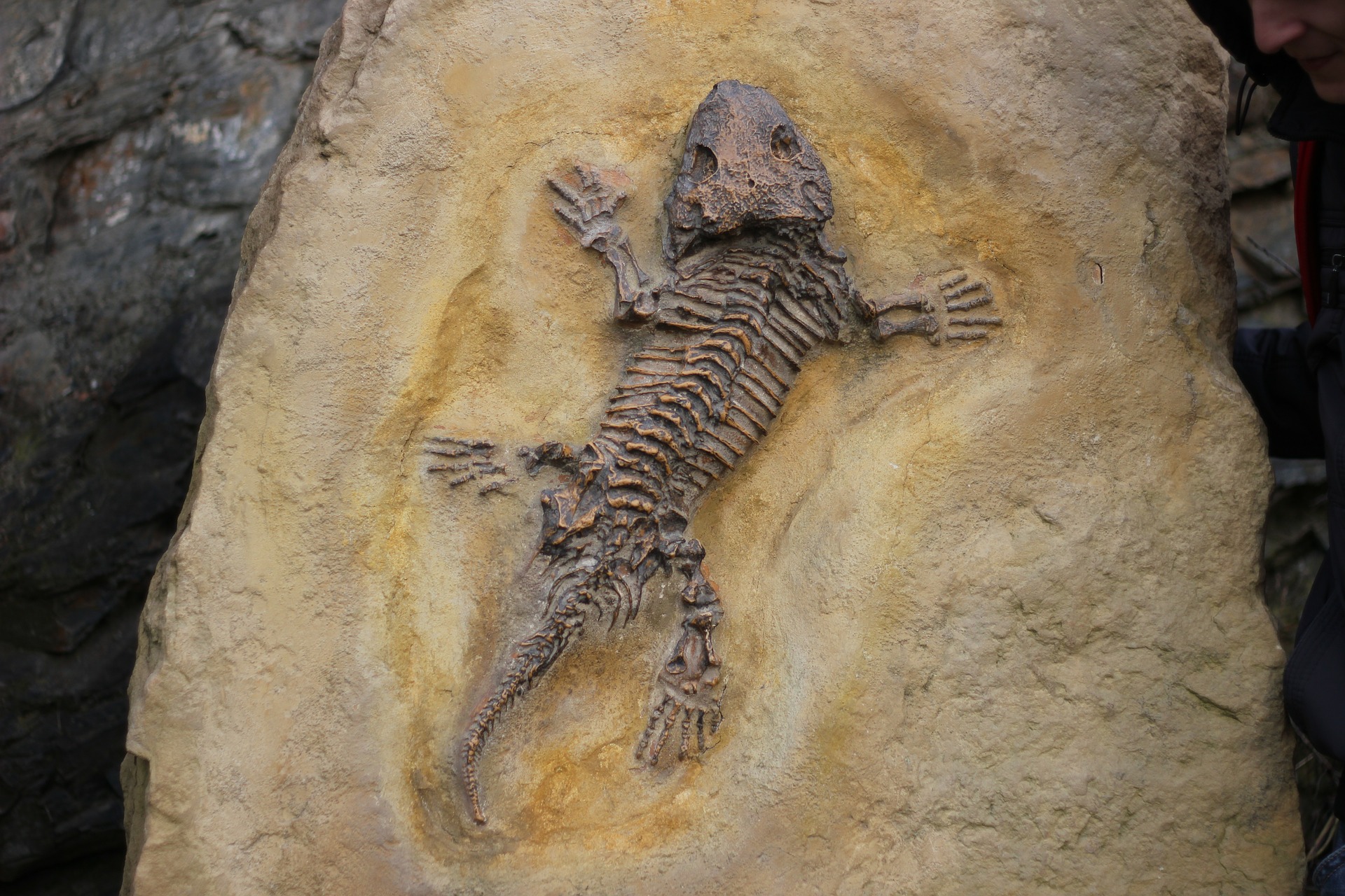 Fosil vertebrata 101 juta tahun ditemukan di timur laut China