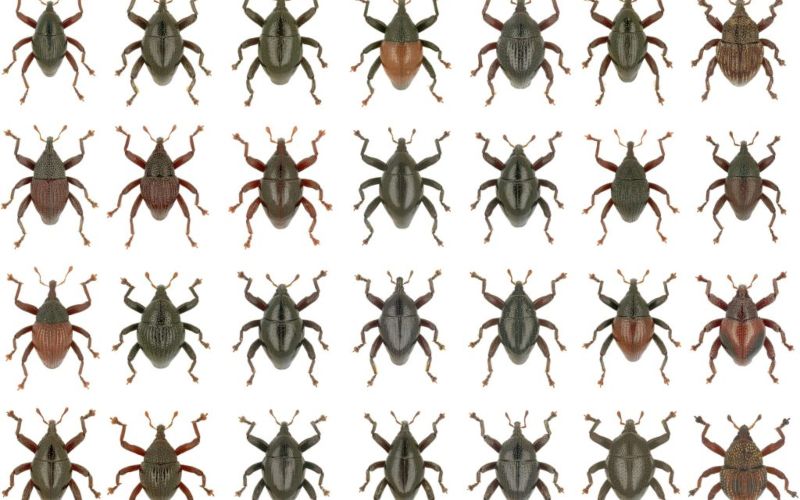28 new species of snout beetle found in Indonesia’s Sulawesi island