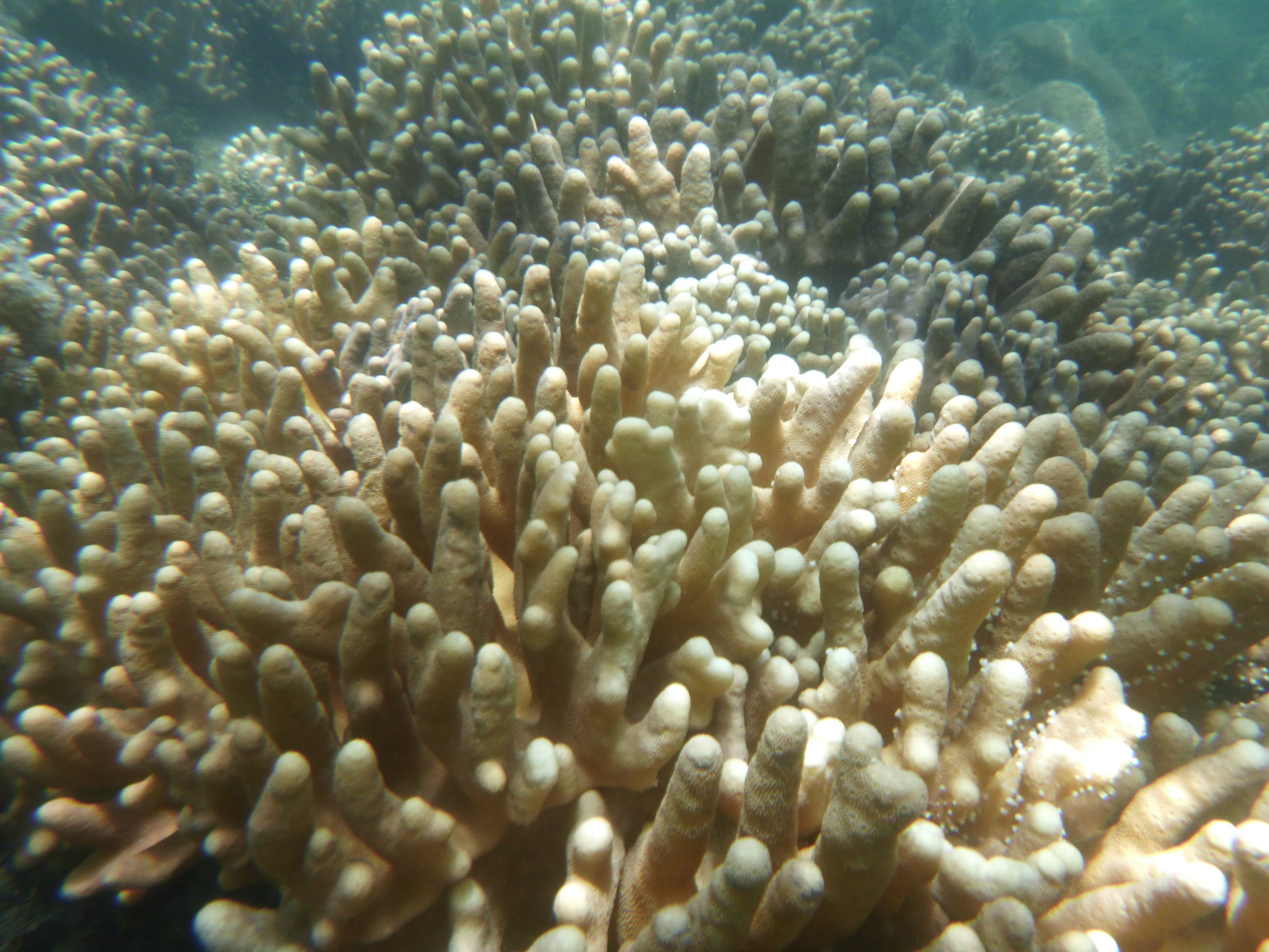 Penelitian: Great Barrier Reef Australia bertahan jika suhu Bumi 1,5 derajat Celsius