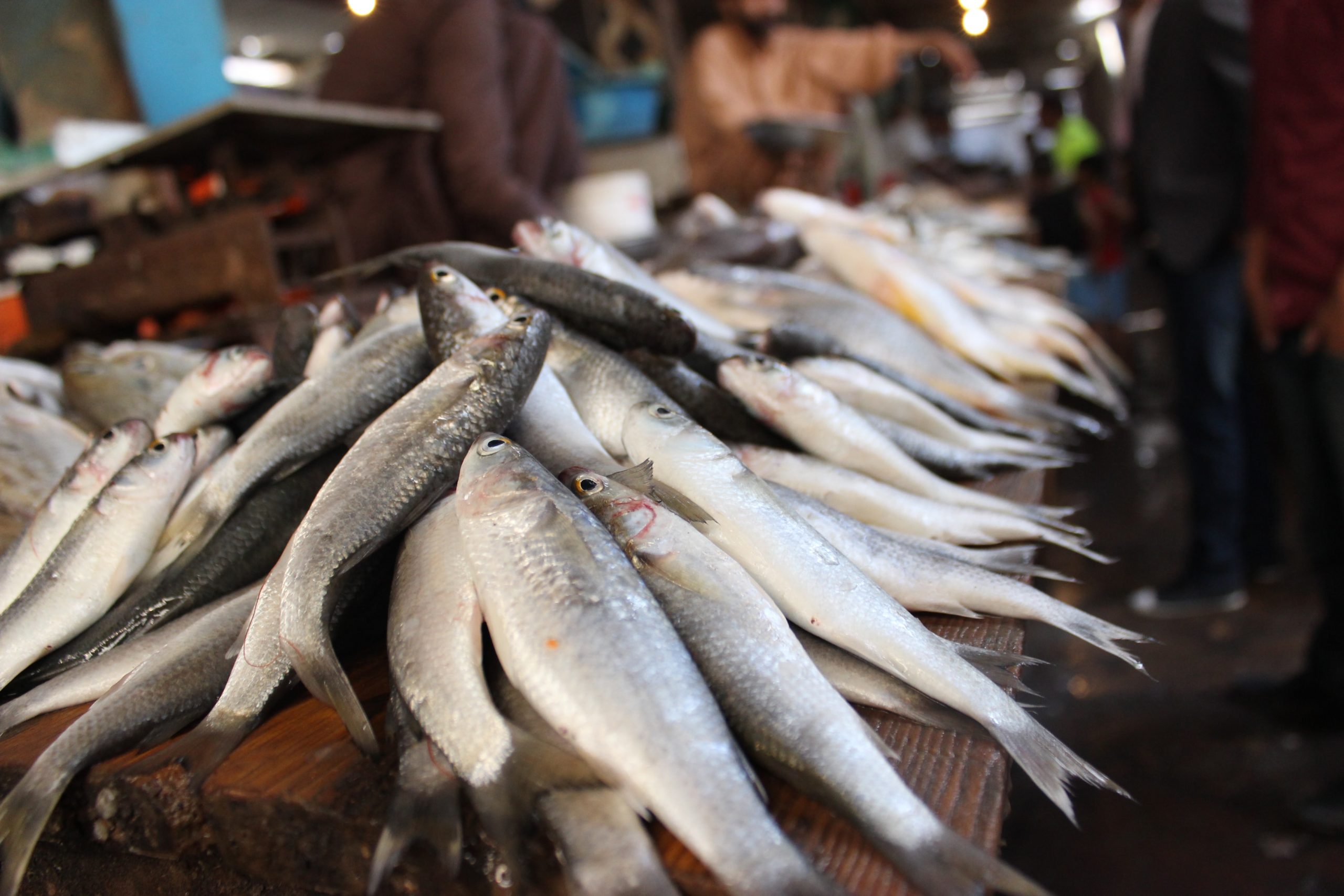 Kebijakan penangkapan ikan terukur dorong perputaran uang 281 triliun rupiah