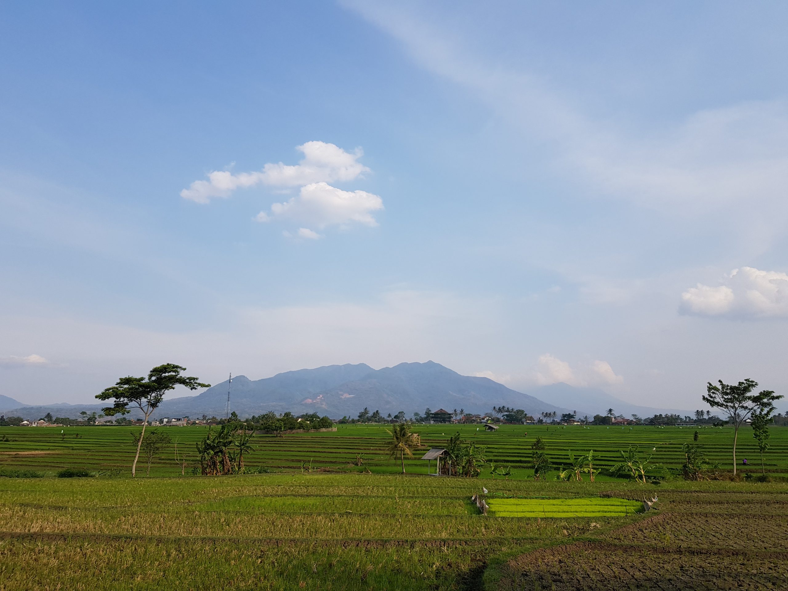 Ilmuwan eksplorasi peta jalan produksi beras global yang lebih hijau