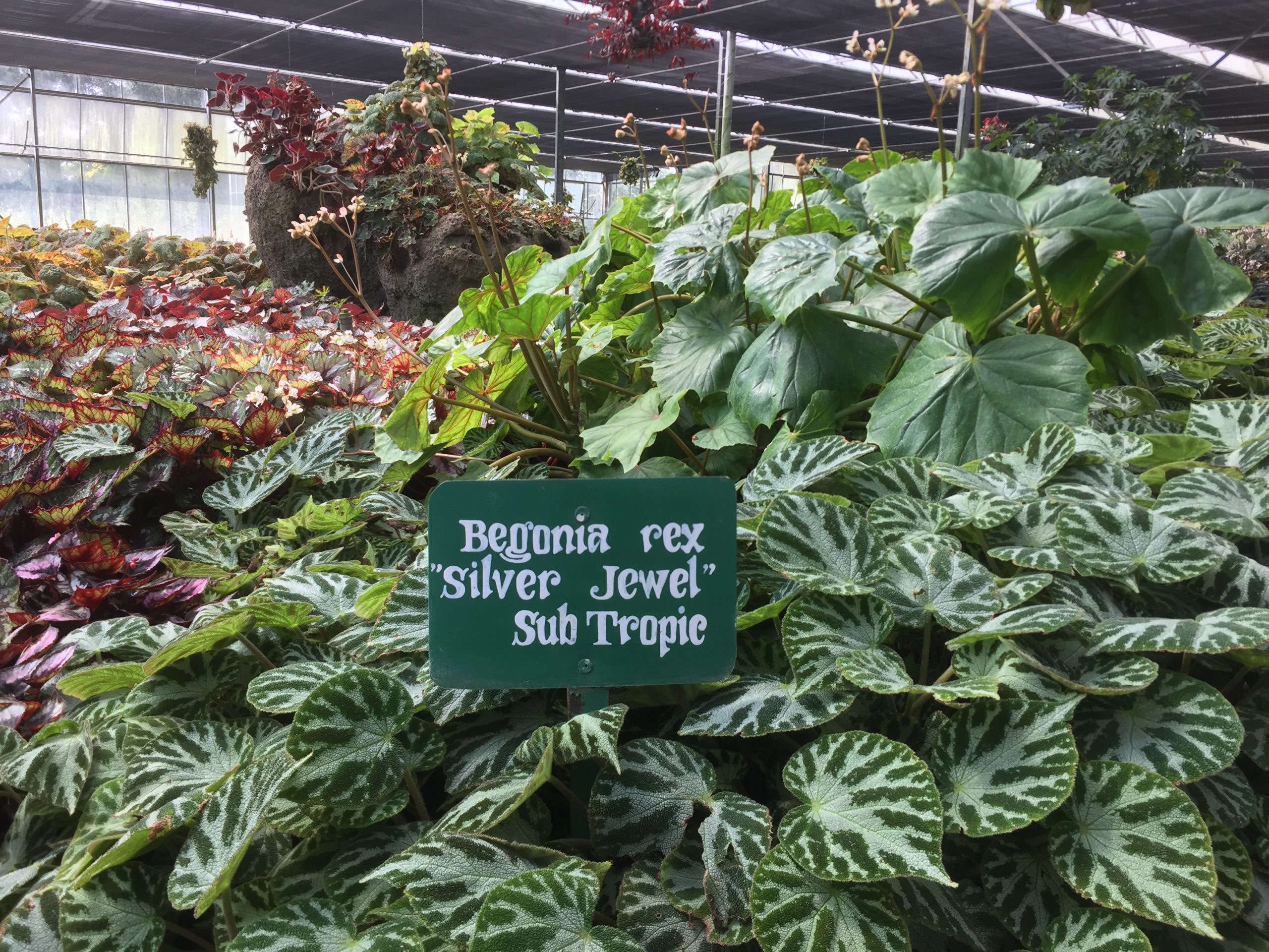 Indonesian researchers discover seven new species of ornamental plants