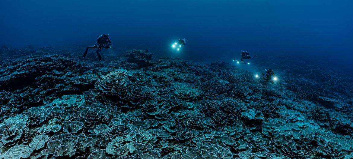 Terumbu karang massif ditemukan di bawah permukaan ‘zona senja’ Tahiti