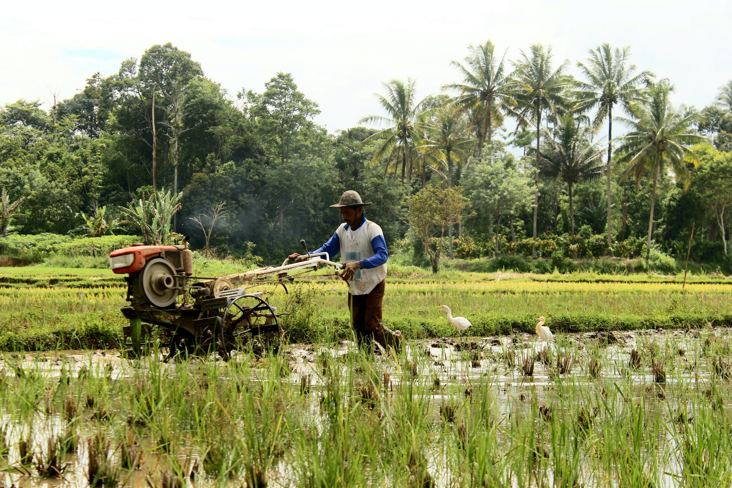 Upah riil buruh tani akhir tahun turun 0,65 persen, jadi 52.397 rupiah