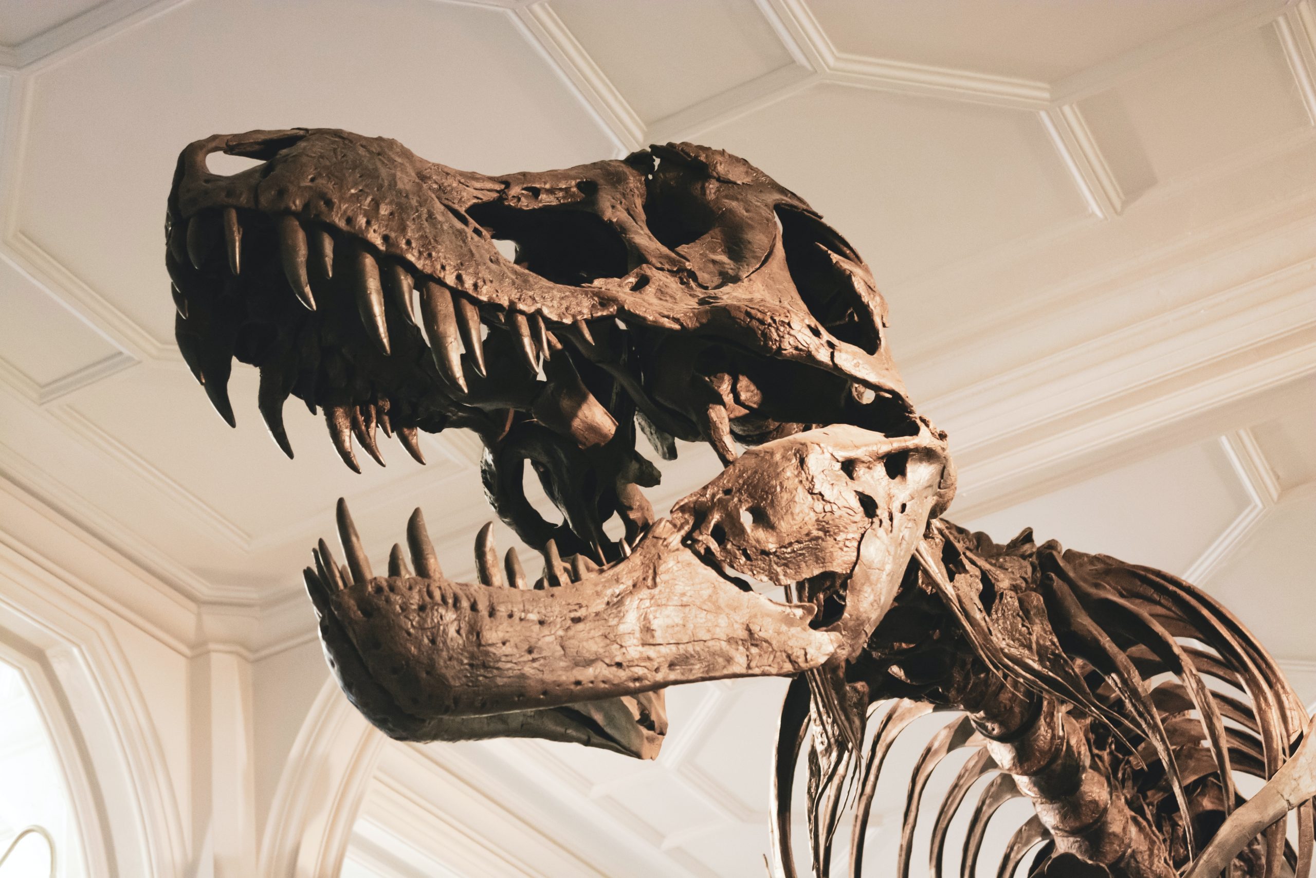 Fosil dinosaurus thyreophora dari Periode Jura Awal ditemukan di China