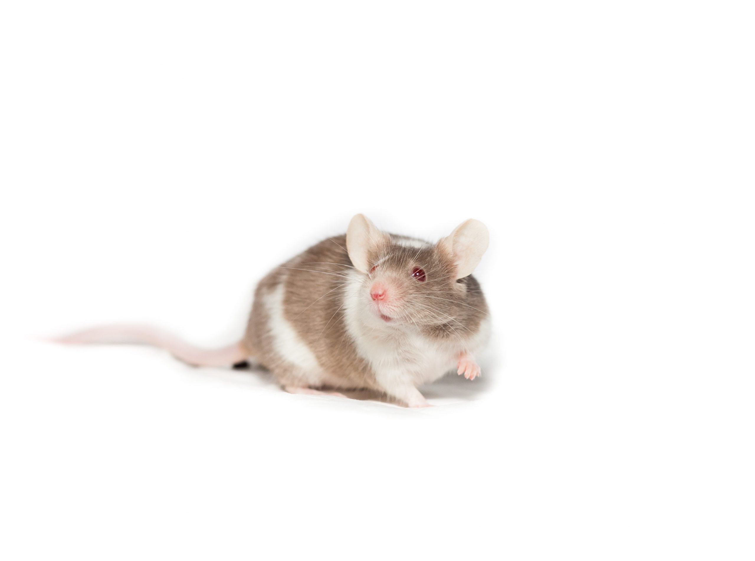 Ilmuwan China berhasil biakkan bayi tikus subur tanpa pejantan