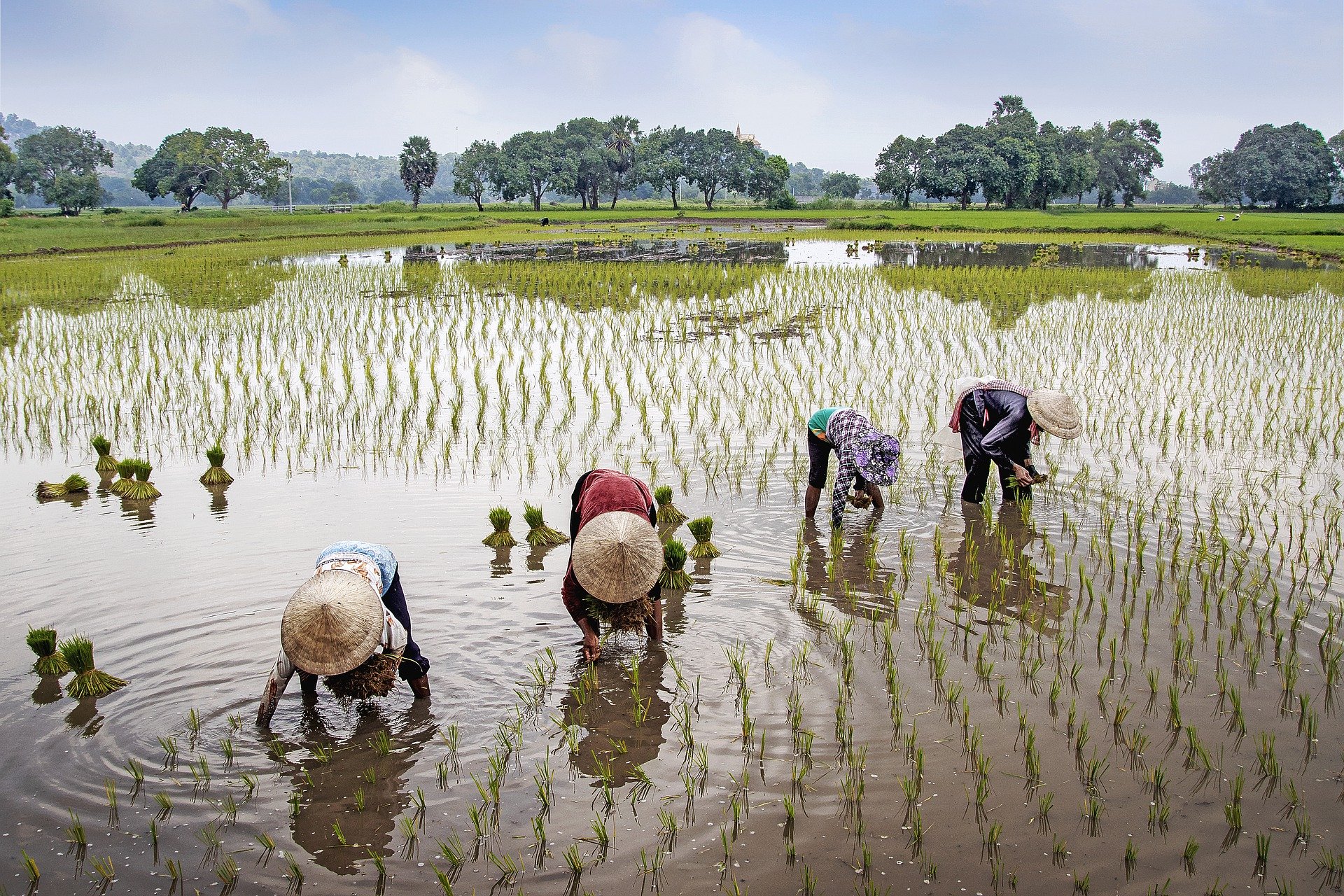 Upah harian buruh tani nasional naik 0,30 persen jadi 57.941 rupiah