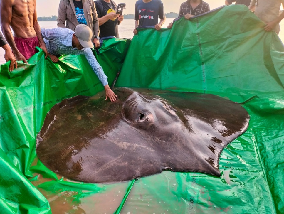 ikan air tawar terbesar di dunia