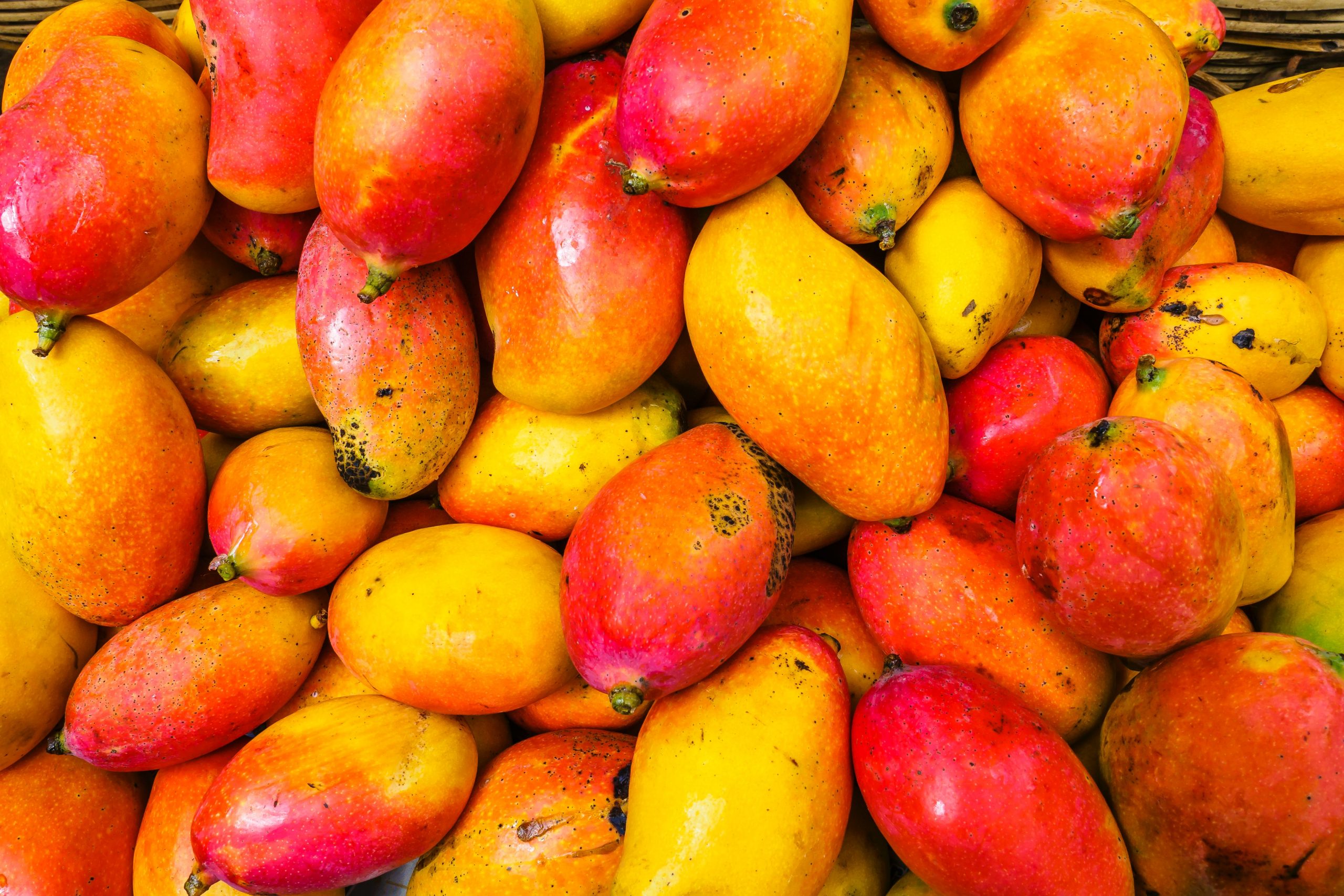 mangga taiwan covid-19