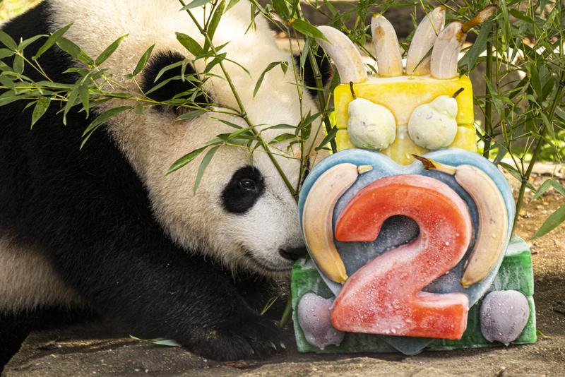 Panda raksasa China ulang tahun