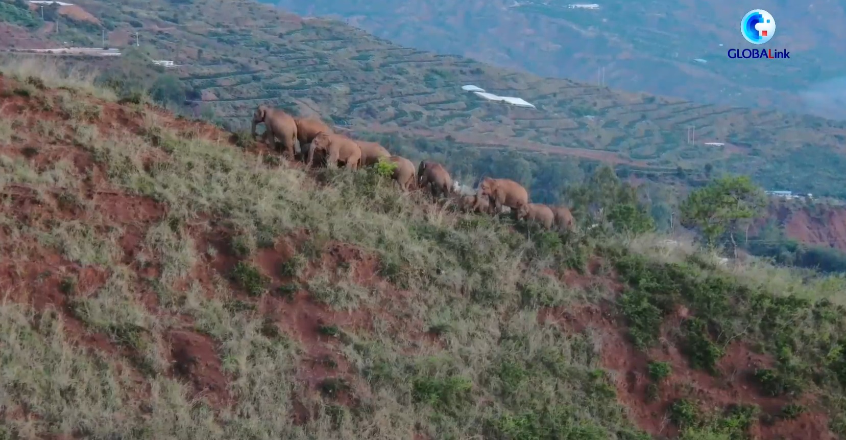 populasi gajah asia