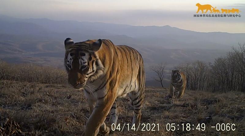 keturunan harimau punah china