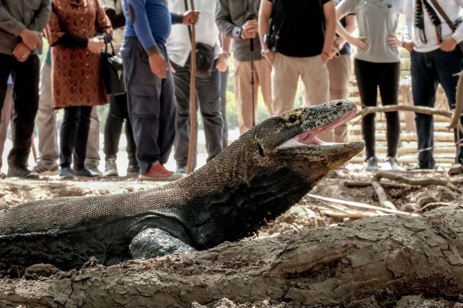 tarif pulau komodo 2023
