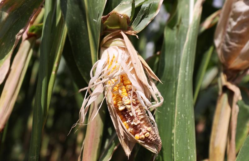 Petani Eropa