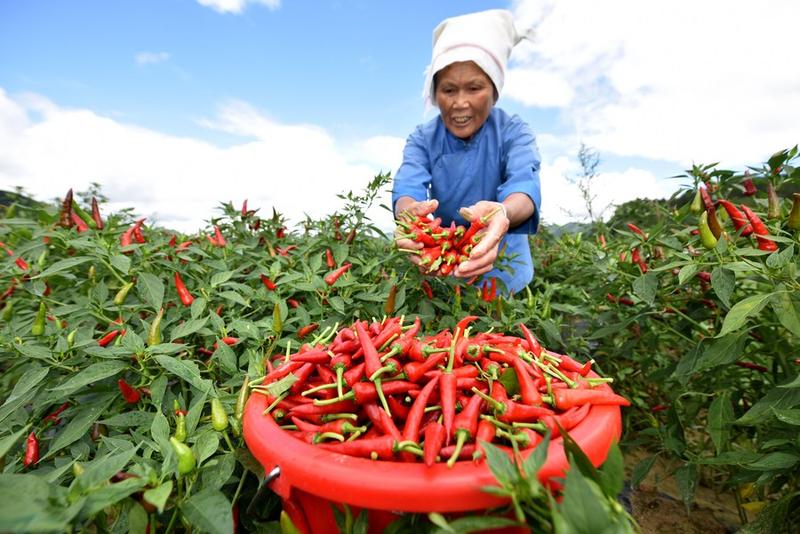 Jaring pengaman sosial China