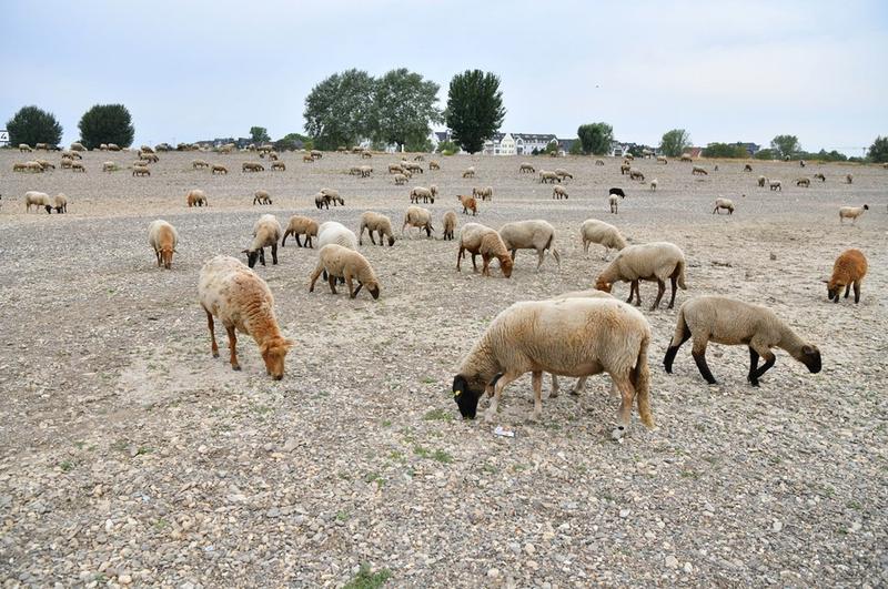 Suhu panas di Jerman