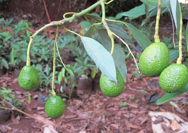 Petani alpukat Kenya