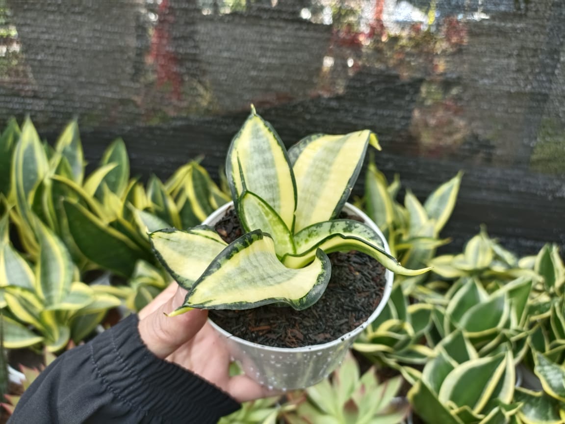 corak sansevieria