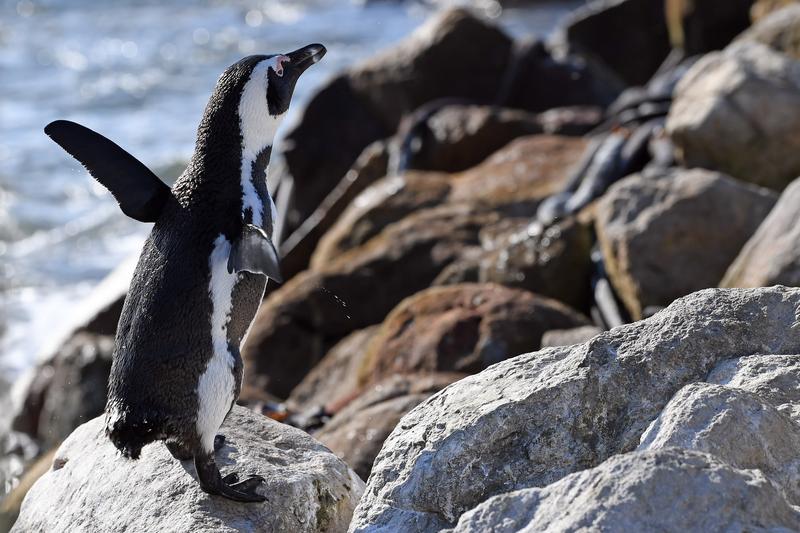 Flu burung pada penguin