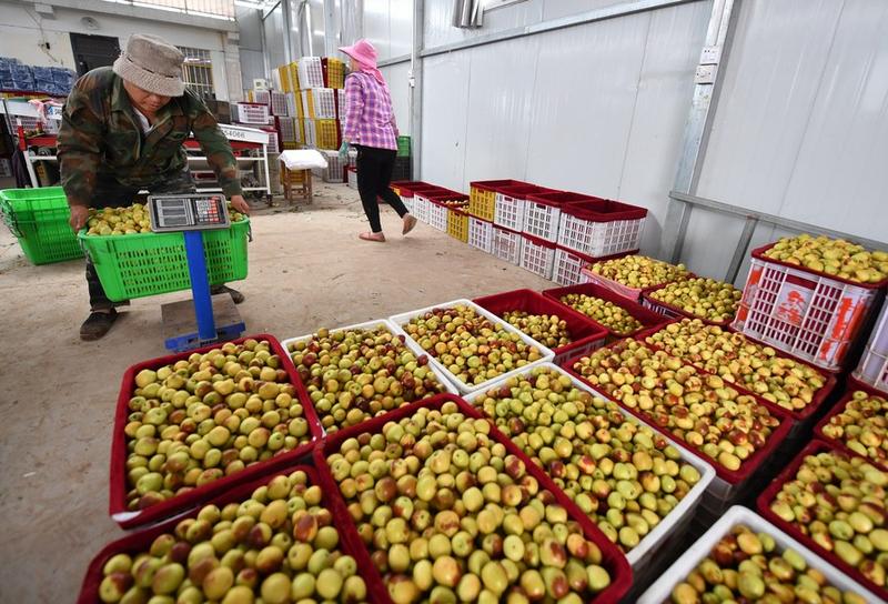 Budi daya buah jujube