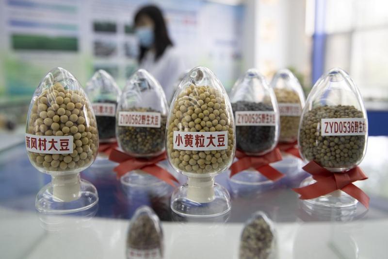 Panen kedelai di China