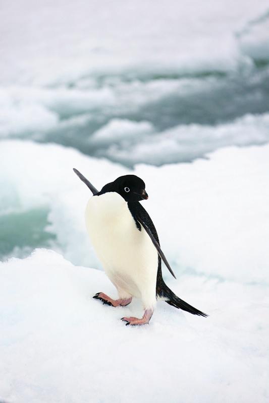 penguin Adelie