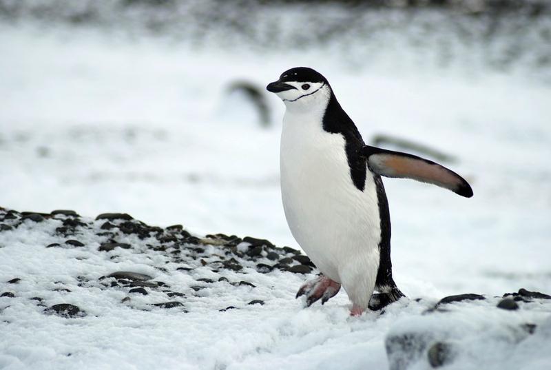 Penguin jambul tegak