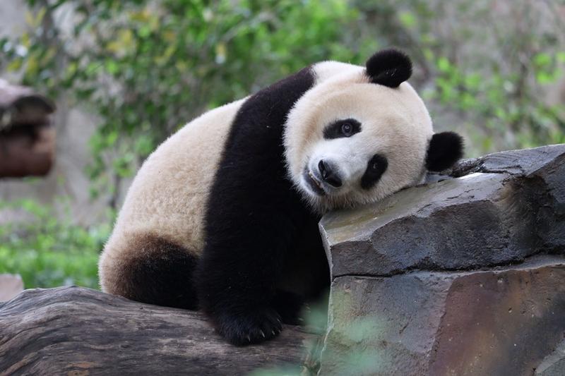Populasi panda raksasa penangkaran