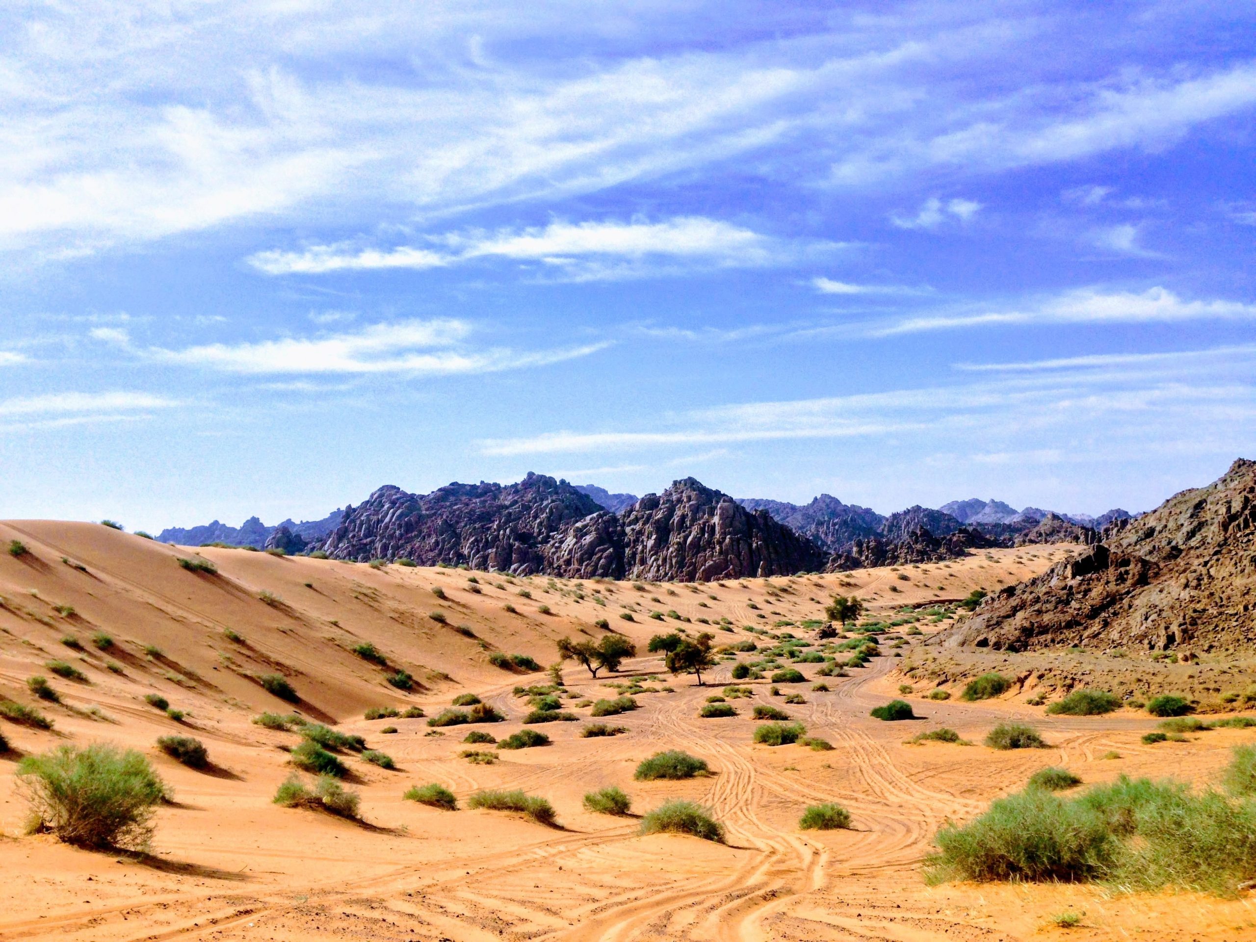 Penanaman pohon Arab Saudi